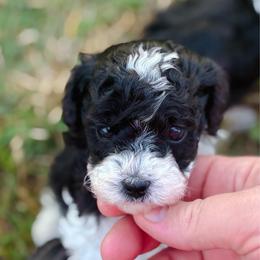 Dice - Parti male Poodle puppy in Wharton, Texas from In the Red Poodles