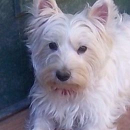 Esme - West Highland White Terrier