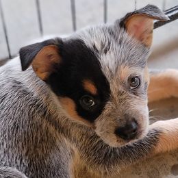 Australian Cattle Dog Puppies from Miller Australian Cattle Dogs