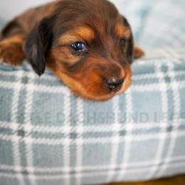 Pennington - Dapple male Dachshund puppy in Temecula, California from Naomi Magee's Dachshund Kennel
