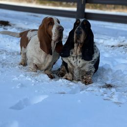 Colby - Basset Hound