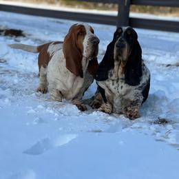 Colby - Basset Hound