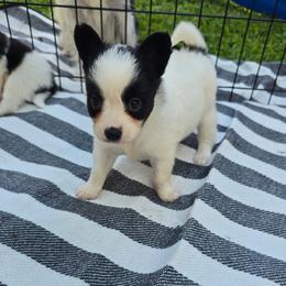 Anni- Frida - White and black female Papillon puppy in Hollister, Missouri from Swan Creek Kennel