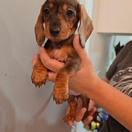 Darla - Dapple female Dachshund puppy in Hesperia, California from VOM HAUSE Imperial