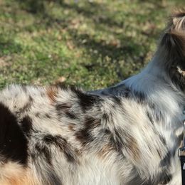 Miniature Australian Shepherds from Scissortail Kennel