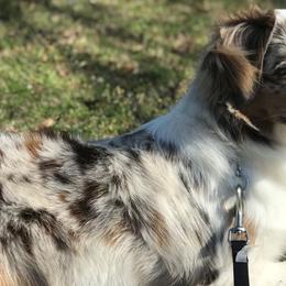 Miniature Australian Shepherds from Scissortail Kennel