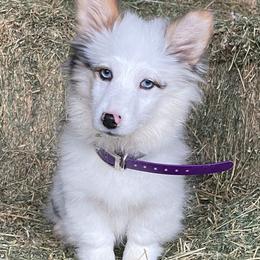 American Corgi, Miniature Australian Shepherd, and Pembroke Welsh Corgi Puppies from Rafter C Aussies & Corgis