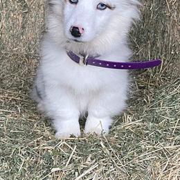 American Corgi, Miniature Australian Shepherd, and Pembroke Welsh Corgi Puppies from Rafter C Aussies & Corgis