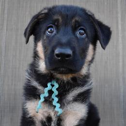 Blue Boy - Black and tan male German Shepherd puppy in Grants Pass, Oregon from Granville German Shepherds