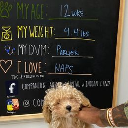 Poodles and Schnoodles from Bred by Brennen