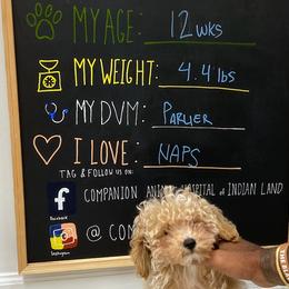Poodles and Schnoodles from Bred by Brennen