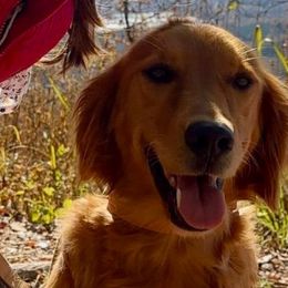 Ella - Golden Retriever