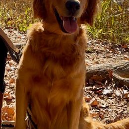 Ella - Golden Retriever