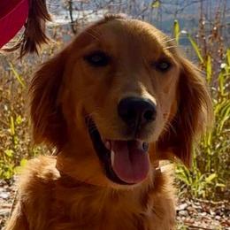 Ella - Golden Retriever