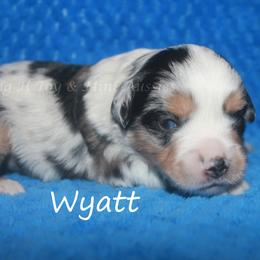 Wyatt - Blue merle male Miniature American Shepherd puppy in Godley, Texas from Flying H Toy and Mini Aussies