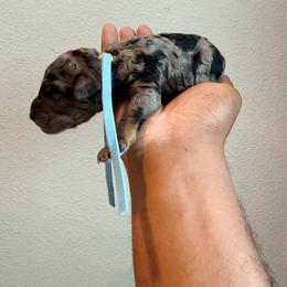 Argentina - Merle male Goldendoodle puppy in Houston, Texas from Were The Mack'Doodles