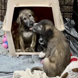 Irish Wolfhound Puppies from Serendipity Sighthounds