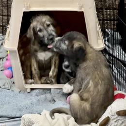 Irish Wolfhound Puppies from Serendipity Sighthounds