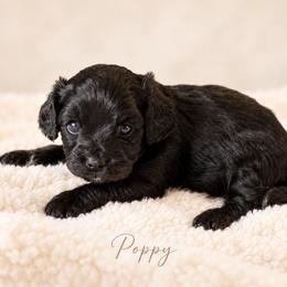 Poppy - Black female Cavapoo puppy in Thorndale, Texas from Hattie’s Texas Cavapoos
