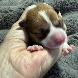 Betsy - Red female Pembroke Welsh Corgi puppy in Brashear, Texas from Sherwood Acres Pembrokes