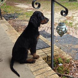 Sonshines Olympic  of United Winds - Black and tan female Gordon Setter puppy in Milton, Florida from Katherine's Golden Retrievers, Gordon Setters, and English Setters