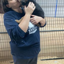 German Shepherd Puppies from Khanguard German Shepherds