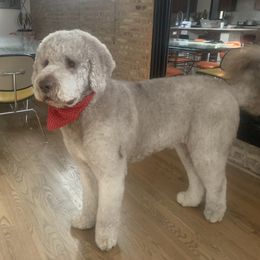Leo - Saint Berdoodle