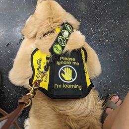 Golden Retriever Puppies from OPK Goldens