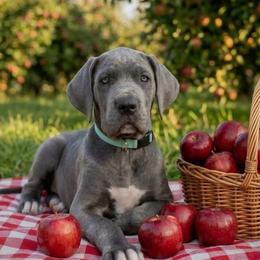 Janis - Blue female Great Dane puppy in Altoona, Alabama from Sovereignty Woods Great Danes