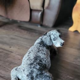 Bernedoodle Puppies from Daisy's Doodles