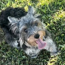 Gracie - Yorkshire Terrier