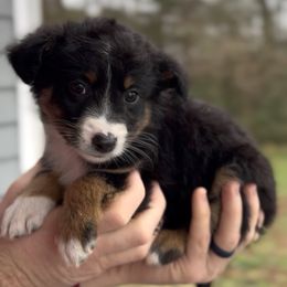 Raven - Girl 2 - Black tri female Miniature Australian Shepherd puppy in Murfreesboro, Tennessee from Norby's Mini Aussies
