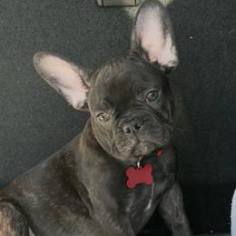Pepper - Brindle male French Bulldog puppy in Waitts Lake, Washington from Best Friend standard Frenchies
