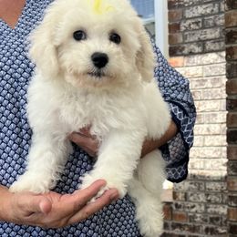 Yellow boy - White male Bichon Frise puppy in Wilmington, North Carolina from Cape Fear Bichons
