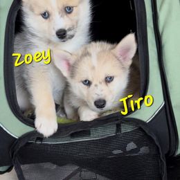 French Bulldog and Pomsky Puppies from Ba's Designer Puppies