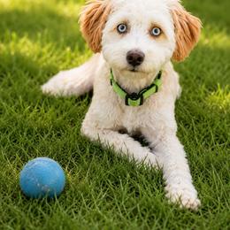 Leko - Aussiedoodle