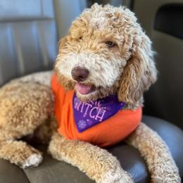 Remi - Goldendoodle