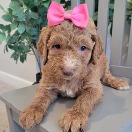Reese (Purple Collar) - Apricot female Goldendoodle puppy in Lincoln, California from Lincoln Goldendoodles