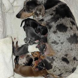 Dachshund puppies from Wiggly Weenies