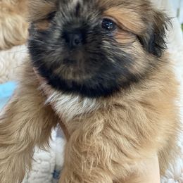 Shih Tzu Puppies from Once in a Lifetime Shih Tzu