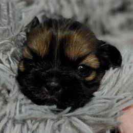 (We will call her by your name of choice) - Brindle female Shih Tzu puppy in Glenmont, Ohio from Reed Ranch Shih-tzus