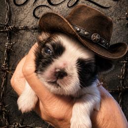 Morgan - Red and white male Shih Tzu puppy in Dallas, Texas from Heart and Soul Shih Tzu