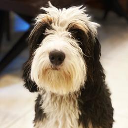 Tink - Bernedoodle