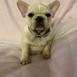 Dark green female - Cream female French Bulldog puppy in Nevis, Minnesota from Faithful Acres French Bulldogs