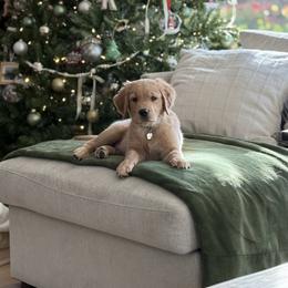 Golden Retriever Puppies from Golden Star Ranch Retrievers