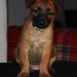 Belgian Malinois Puppies from Pyrex Kennels