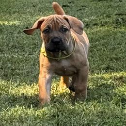 Tinker Bell - Fawn female Boerboel puppy in Bon Aqua, Tennessee from Erickson Ranch Boerboels