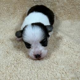 Julie - Black and tan female Pembroke Welsh Corgi puppy in Stillwater, Oklahoma from Steele Family Farms