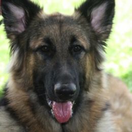Shiloh Shepherds from Silvermoon Kennels