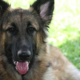 Shiloh Shepherds from Silvermoon Kennels